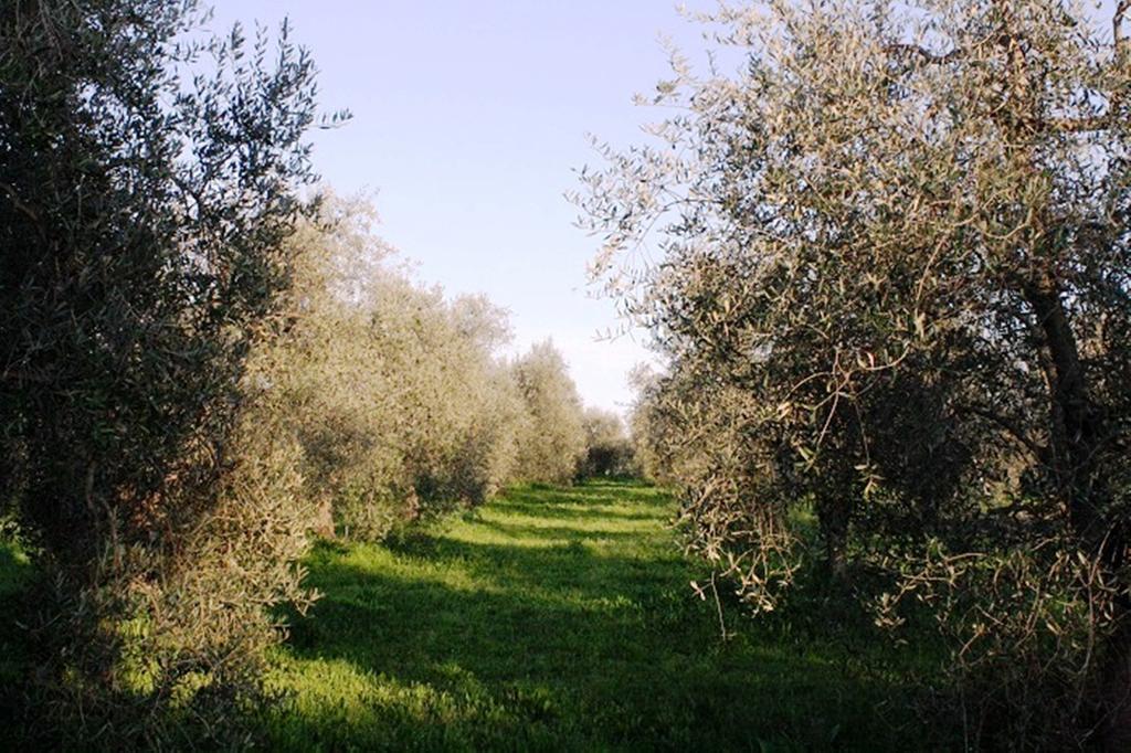 Agriturismo Vigna Mai Magliano in Toscana Exterior foto